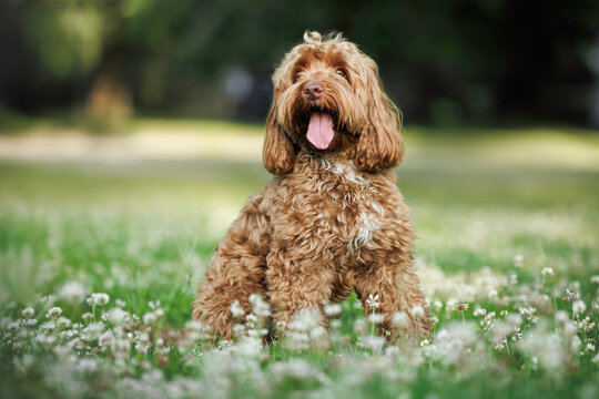 happy labradoodle dog posing outdoors in summer