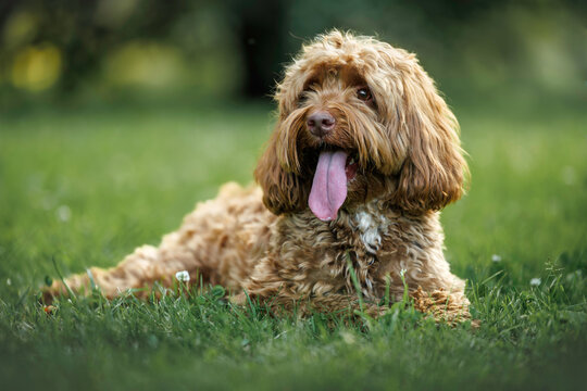 cute labradoodle dog lying on grass in summer