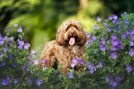 happy labradoodle dog posing with blooming flowers in summer