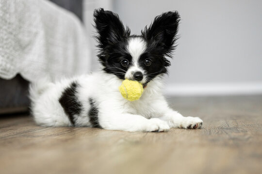cute papillon puppy playing with a toy ball indoors