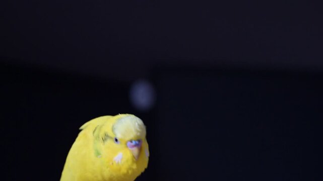 [スローモーション]飼い主の指に止まってくつろぐ黄色いセキセイインコ・手乗りインコのある暮らし動画