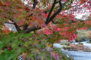 日本：「山のふるさと村」の紅葉【東京都立奥多摩湖畔公園】東京都奥多摩町 © yumiko