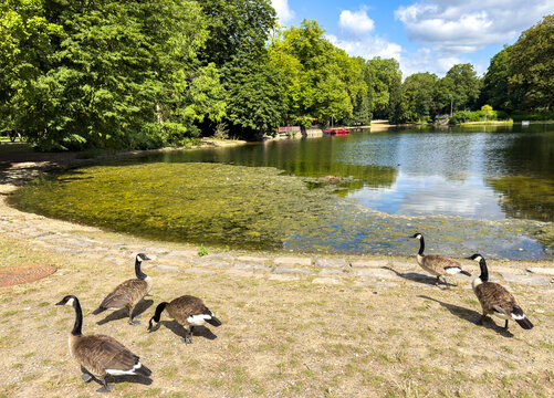 Idyllic Landscape in Volkspark Cologne, a Green Oasis in the Heart of Cologne, North Rhine-Westphalia, Germany