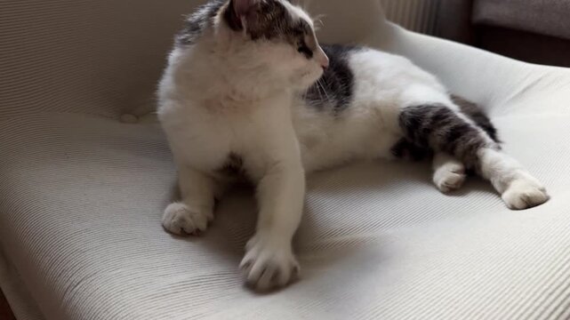 Domestic bicolor white and black cat lying on a textured armchair while sniffing intently and looking around with curious wide eyes