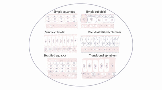 epithelium tissue types, histology chart