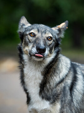 Funny grey mixed-breed stray dog with an ear tag sticking out its tongue outdoors.