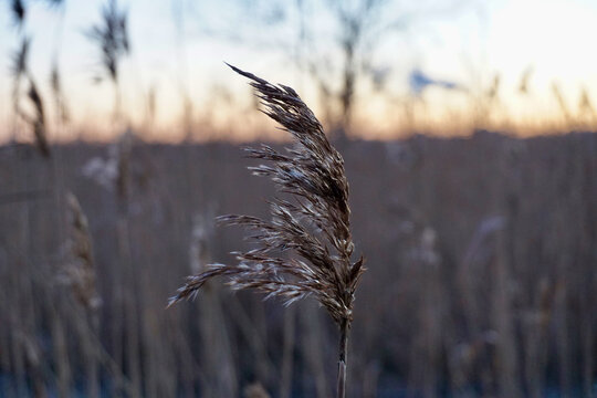 Backlit Reed Grass Close-Up at Dusk