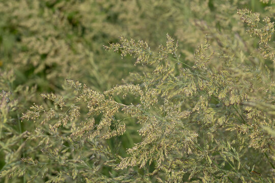 Close-up of blooming Kentucky bluegrass (Poa) or bentgrass ears on a summer meadow.