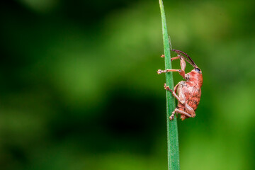 Close-up of a Curculio weevil clinging to a grass stem, macro shot of a snout beetle on green blade. © AlMacro