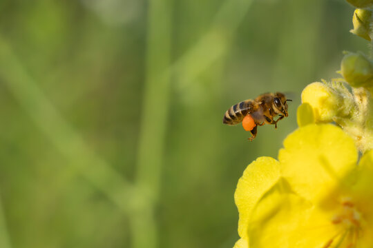 Action macro shot of a honeybee (Apis mellifera) in mid-air flight, approaching a bright yellow mullein flower. 