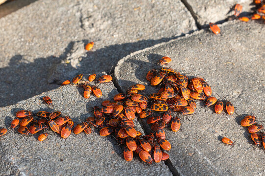A large colony of red firebugs (Pyrrhocoris apterus) gathering on a sunny concrete pavement in summer.