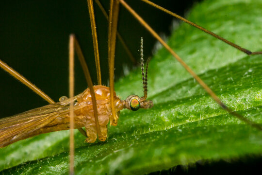 Crane fly Tipula sp. on green leaf, close-up of daddy longlegs insect with long legs.
