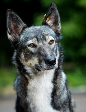 Alert grey mixed-breed stray dog with an identification ear tag looking away.