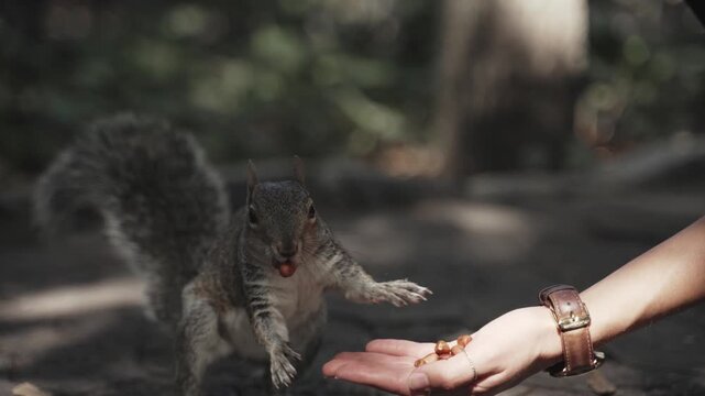 A curious squirrel approaches a hand offering food in forest