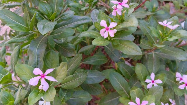 Pink Madagascar Periwinkle Flowers Blooming in Garden, Close Up of Catharanthus Roseus with Green Leaves