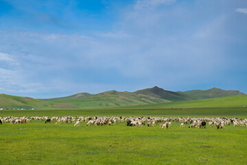 Obraz premium The landscape of sheep herds grazing on the grassland of the Mergel River Valley in Hulunbuir Grassland, Hulunbuir City, Inner Mongolia Autonomous Region, China.
