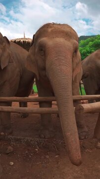 close up portrait of asian elephant head with detailed trunk and textured ears, majestic asian elephant face in natural sanctuary with wildlife conservation concept, 4k vertical video