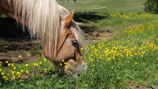 Beautiful haflinger horse grazing peacefully in a vibrant meadow filled with yellow buttercup flowers in this high quality cinematic motion video clip for your project