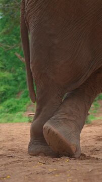 closeup of asian elephant legs and standing on natural ground at farm sanctuary, detailed view of elephant feet and wrinkled legs in wildlife conservation setting, 4k vertical video
