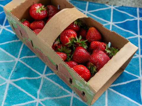 Fresh garden strawberries, Fragaria ananassa, in a cardboard punnet on blue patterned cloth, showing ripe red berries with green leaves, summer fruit harvest, market packaging, and healthy snack conce