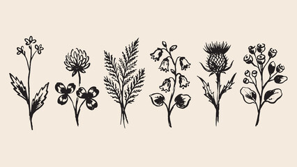 Botanical illustration set with flower clover fern bellflower thistle and berry plant in elegant black ink line art © Abdul Waheed Studio