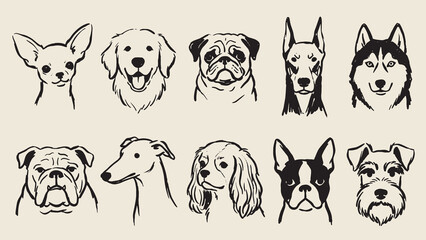 Dog breed illustration set with chihuahua retriever pug doberman husky bulldog greyhound spaniel terrier and schnauzer in minimal line art © Abdul Waheed Studio
