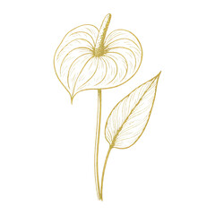 Obraz premium PNG Elegant botanical line art illustration.