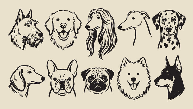 Dog breed illustration set with terrier retriever afghan greyhound dalmatian dachshund bulldog pug samoyed and doberman in minimal line art