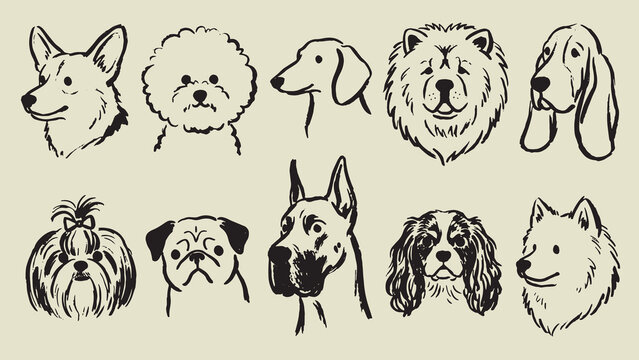 Dog breed illustration collection with corgi bichon greyhound chow chow basset shih tzu pug great dane cavalier and samoyed in minimal line art