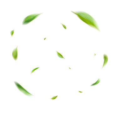 Green Leaves Circle Frame Isolated Transparent Background Natural Foliage Flying
