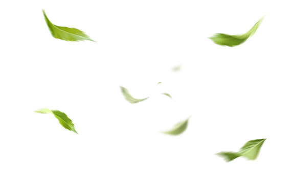 Floating Green Leaf Border Transparent Botanical Nature Frame