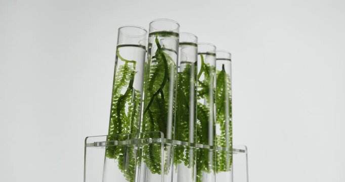 Sea grapes in glass test tube in laboratory with rotating
