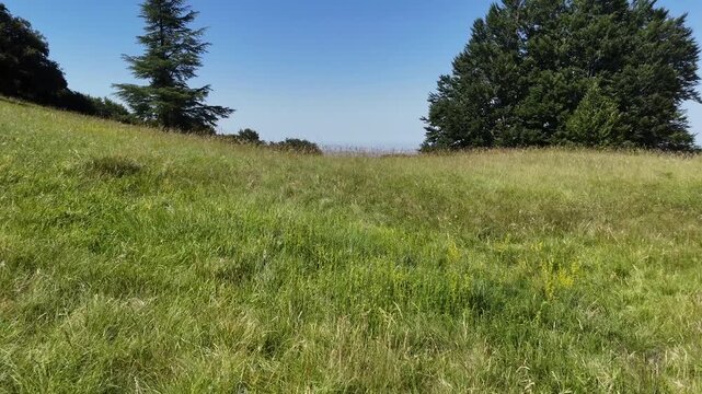 Prato erboso in collina con erba alta in primo piano, alberi sullo sfondo e vista sfumata verso l'orizzonte lontano, sotto un cielo azzurro terso