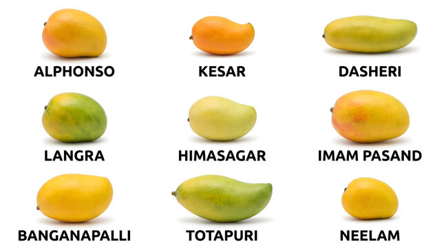 Educational chart displaying nine distinct varieties of ripe indian mangoes isolated on a clean white background with clear identifying labels for each fruit type