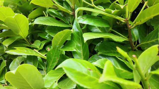 Super Close Up Of Fresh Green Leaves And Plant Foliage In Summer Garden