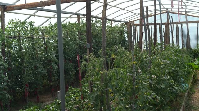 greenhouse with plants