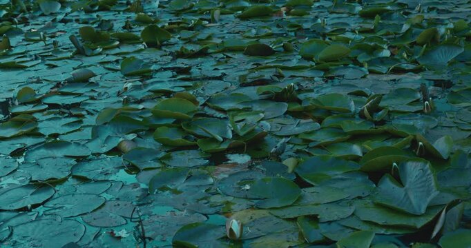 Dense cluster of green lily pads floating on calm water with soft evening light creating a tranquil natural pattern