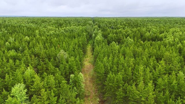 Drone ascends above the treetops to reveal the immense boreal forest stretching endlessly across the Northern Ontario landscape.
