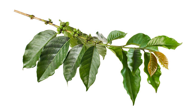 Coffee branch with unripe green coffee cherries, mature and young leaves isolated on transparent background with clipping path. 