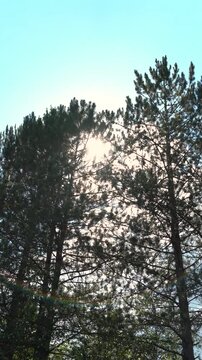 Pine trees and sky and sun in the branches with lens flare