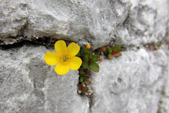 Yellow Buttercup Flower Growing from Rock Crevice Close Up Detail Shot Nature Springtime Perseverance