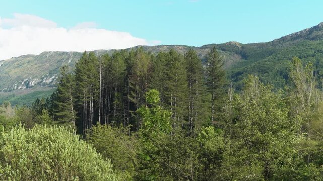 mountain landscape with trees and clouds