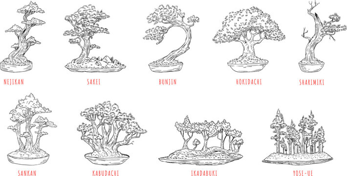 Hand drawn sketch set of classical Japanese bonsai tree styles in ceramic pots. Vector collection of miniature trees including nejikan, sakei, bunjin, hokidachi, sharimiki, sankan, kabudachi, ikadabuk