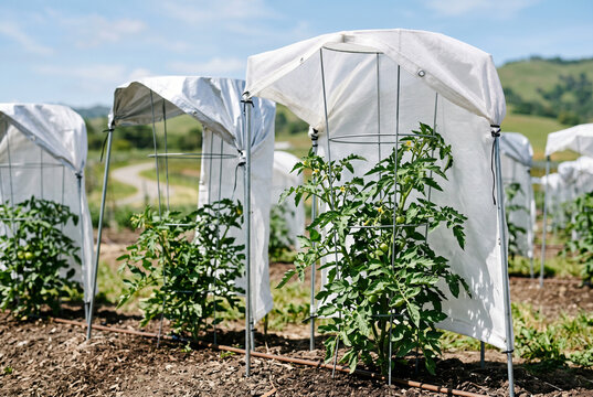 Protective row plant covers with tomato seedlings in outdoor garden for vegetable bed background and crop protection design