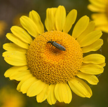 Oedemera lurida sur une fleur d'anthemis des teinturiers