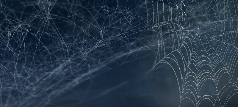 frame made of real creepy spider webs silhouette banner long panorama - Halloween spider web, spiderweb decoration template, isolated on orange background