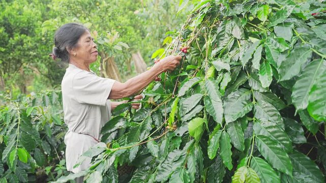 Old woman coffee farmer picking or harvesting red arabica coffee berry or cherry from plant or tree on farm, field, plantation, in bali, indonesia, southeast asia, slow motion