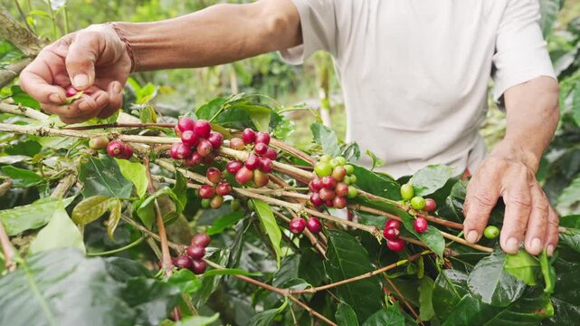 Farmer hands harvested or picking ripe red arabica coffee cherries or berries from tree or plant branch on farm, field, plantation, in bali, indonesia, southeast asia, close-up