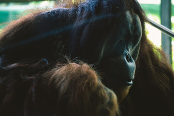 Orangutan in the Captive © Pranshul
