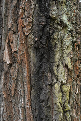 Naklejka premium A close-up view of weathered tree bark with deep relief cracks and moss. This rough organic wooden pattern fills the entire frame, providing a perfect natural background for eco design.